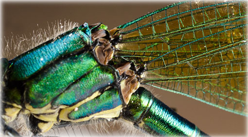 splendens