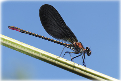 Calopteryx haemorrhoidalis