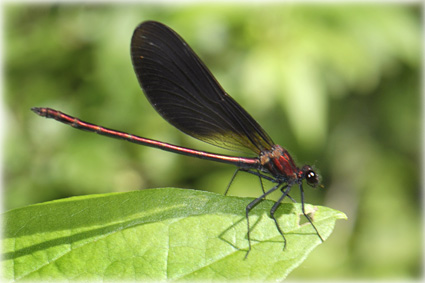Calopteryx haemorrhoidalis