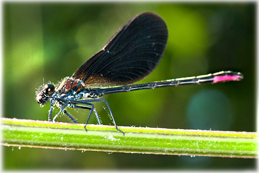 Calopteryx haemorrhoidalis