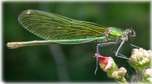 calopteryx