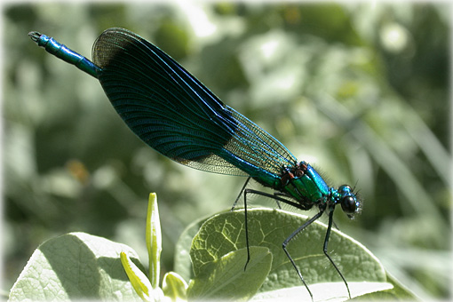 Calopteryx splendens