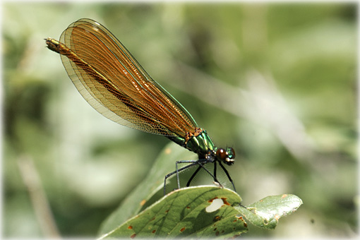 Calopteryx virgo 