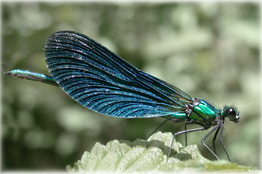 Calopteryx virgo