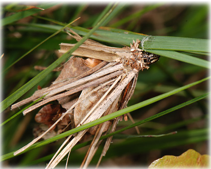 Canephora unicolor