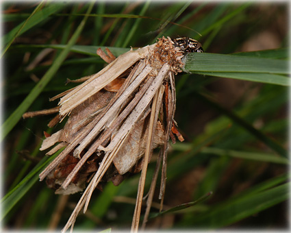 Canephora unicolor