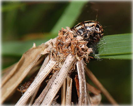 Canephora unicolor