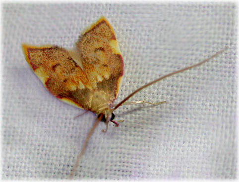 Carcina quercana