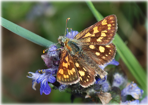 Carterocephalus palaemon