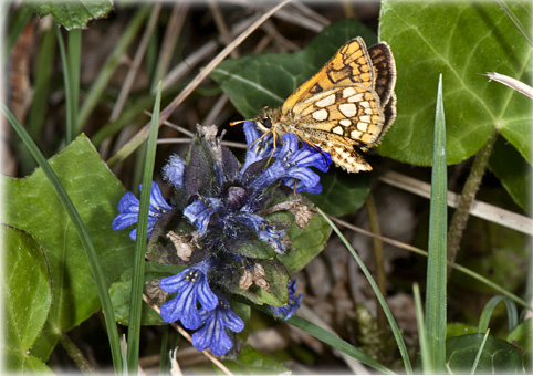 Carterocephalus_palaemon