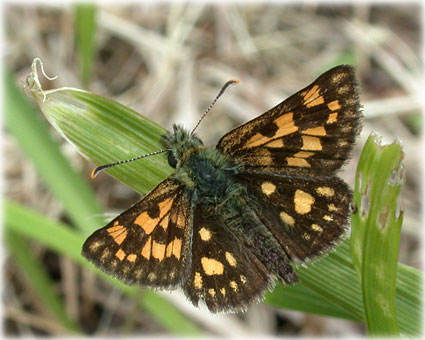 Carterocephalus palaemon