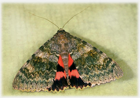 Catocala elocata