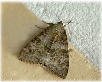  Catocala nupta