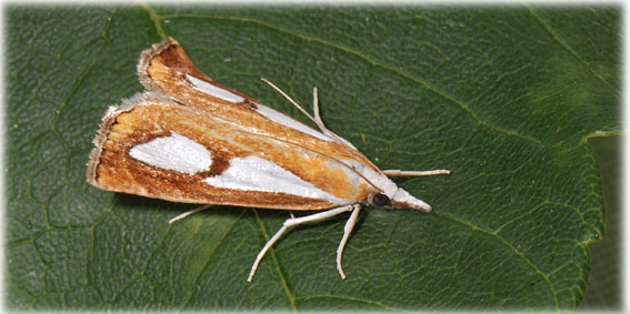 Catoptria pinella