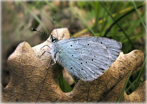 Celastrina argiolus