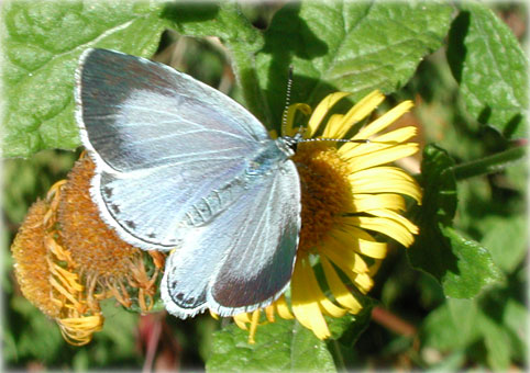 Celastrina argiolus