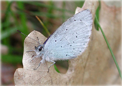 Celastrina argiolus