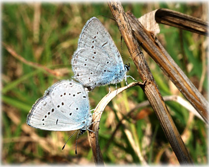 Celastrina argiolus