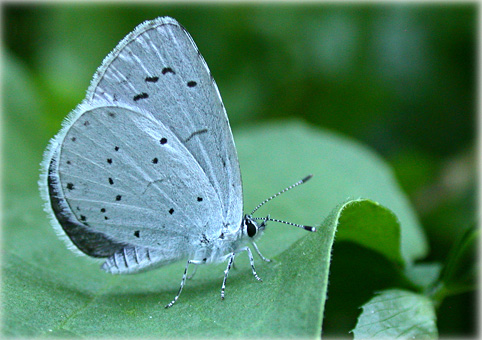 Celastrina argiolus