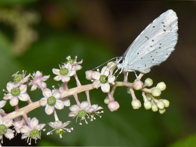 celastrina