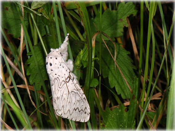 Cerura erminea