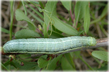 Chenille du citron