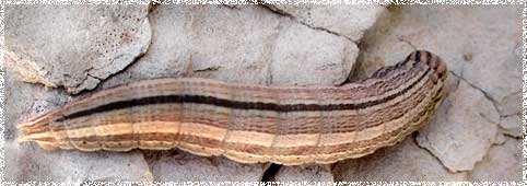 Arethusana arethusa