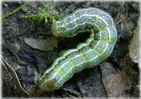 orthosia gothica