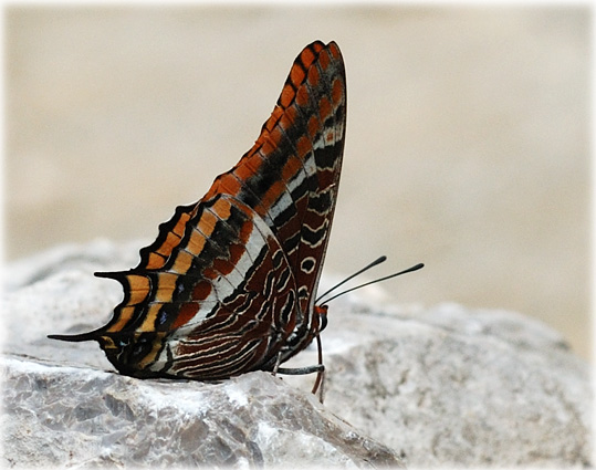 Charaxes Jasius