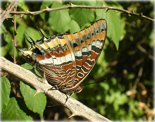 Charaxes Jasius