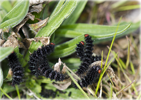 chenille melitee  du plantain