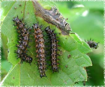 chenilles Aglais urticae