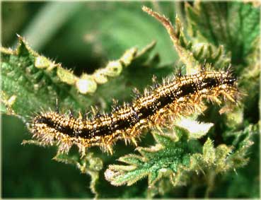 chenilles Aglais urticae