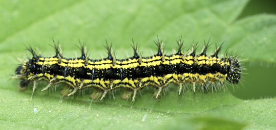 chenilles Aglais urticae