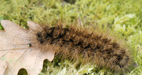 chenilles Aglais urticae