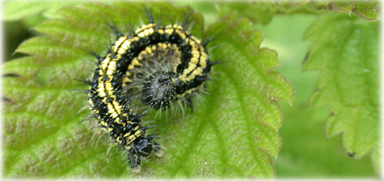 chenilles Aglais urticae