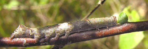 Chenille Allophyes_oxyacanthae