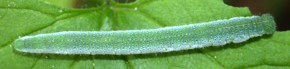 chenille Anthocharis cardamines