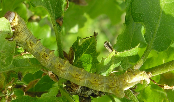 chenille Apocheima