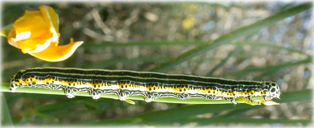 chenille Apopestes spectrum