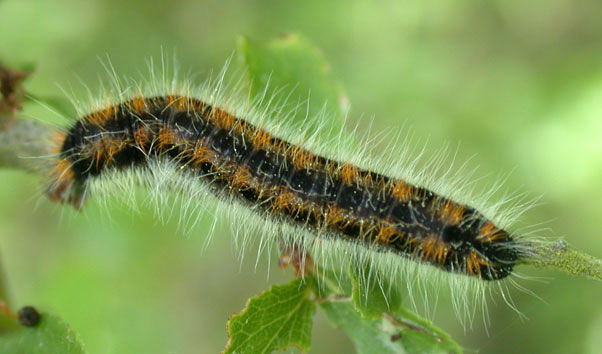 chenille aporia