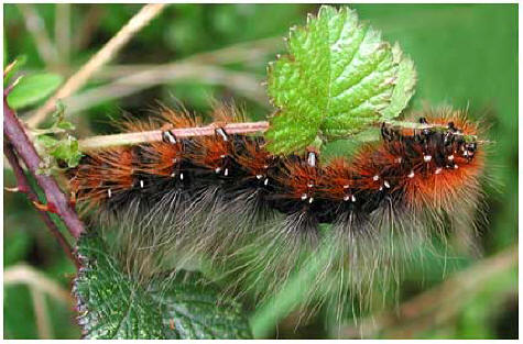 chenille Artia caja