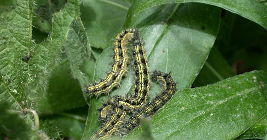 Aglais urticae