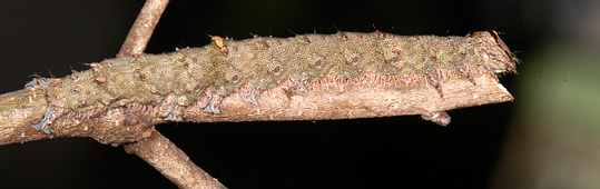 chenille Catocala nupta