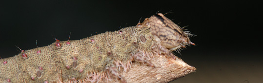 chenille Catocala nupta