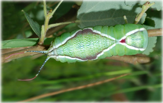 chenille Cerura vinula