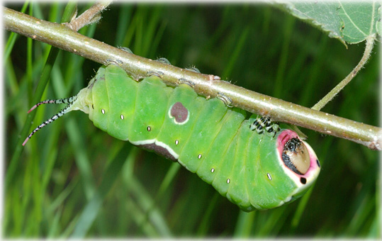 chenille Cerura vinula