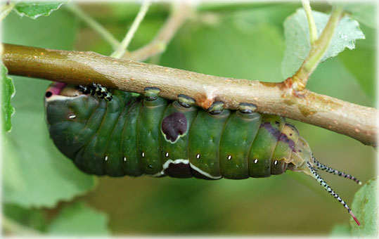 Cerura vinula