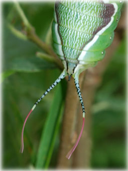 Cerura vinula