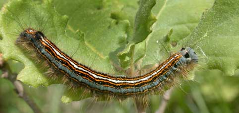 chenille Malacosoma Neustria